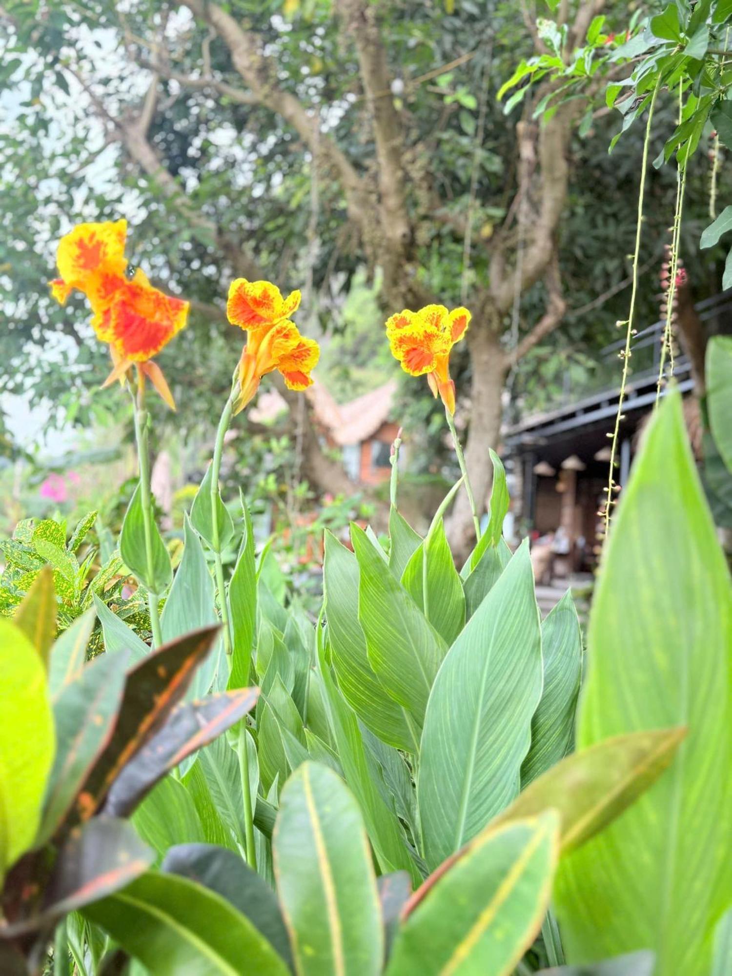 Tam Coc Golden Fields Ninh Binh
