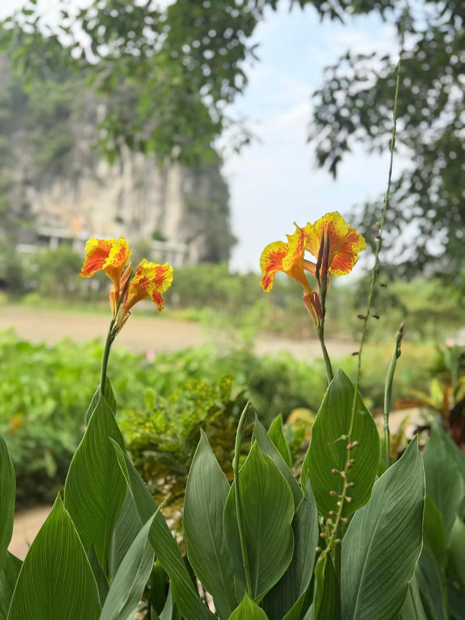 Tam Coc Golden Fields Homestay Ninh Binh